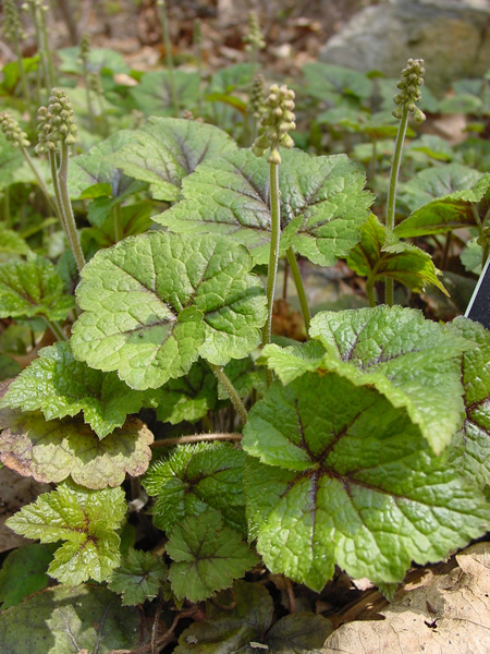 Foam Flower (Tiarella cordifolia)  Jenkins Arboretum & Gardens