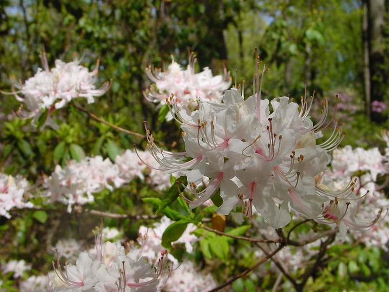 Pinxterbloom Azalea (Rhododendron periclymenoides)  Jenkins Arboretum &  Gardens
