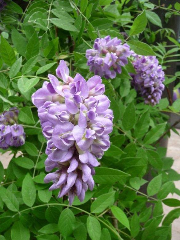 American Wisteria (Wisteria frutescens)  Jenkins Arboretum & Gardens