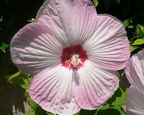 rosette 2y ミーシャアンドパフ ポップコーンブルマ Swamp Rose Mallow (Hibiscus moscheutos) – Jenkins Arboretum & Gardens