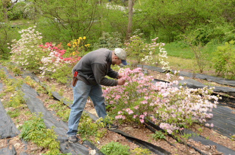 Research Nursery at Jenkins Arboretum & Gardens Celebrates 20 Years of Growing