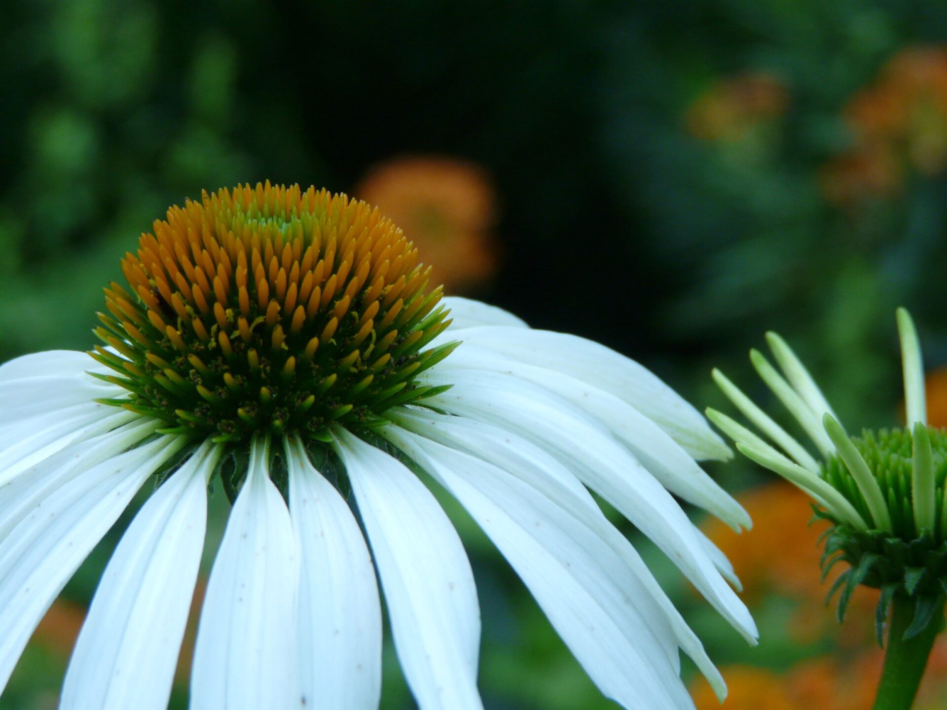 Echinacea purpurea Jenkins Arboretum & Gardens