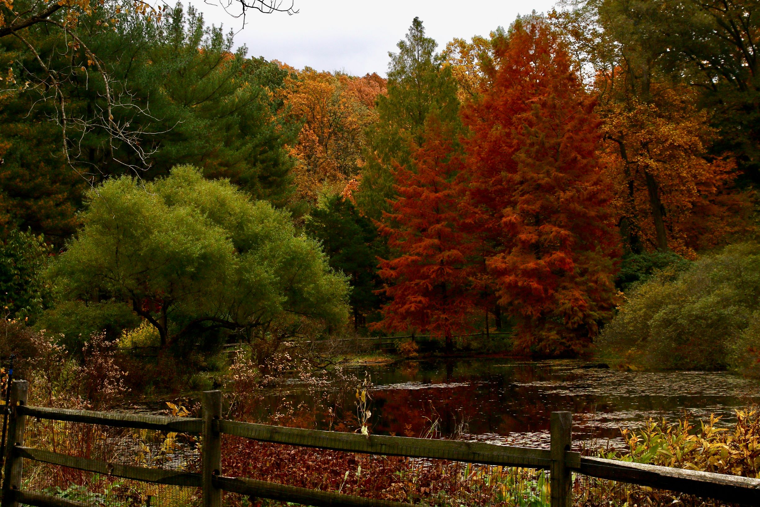 Fall – Jenkins Arboretum & Gardens