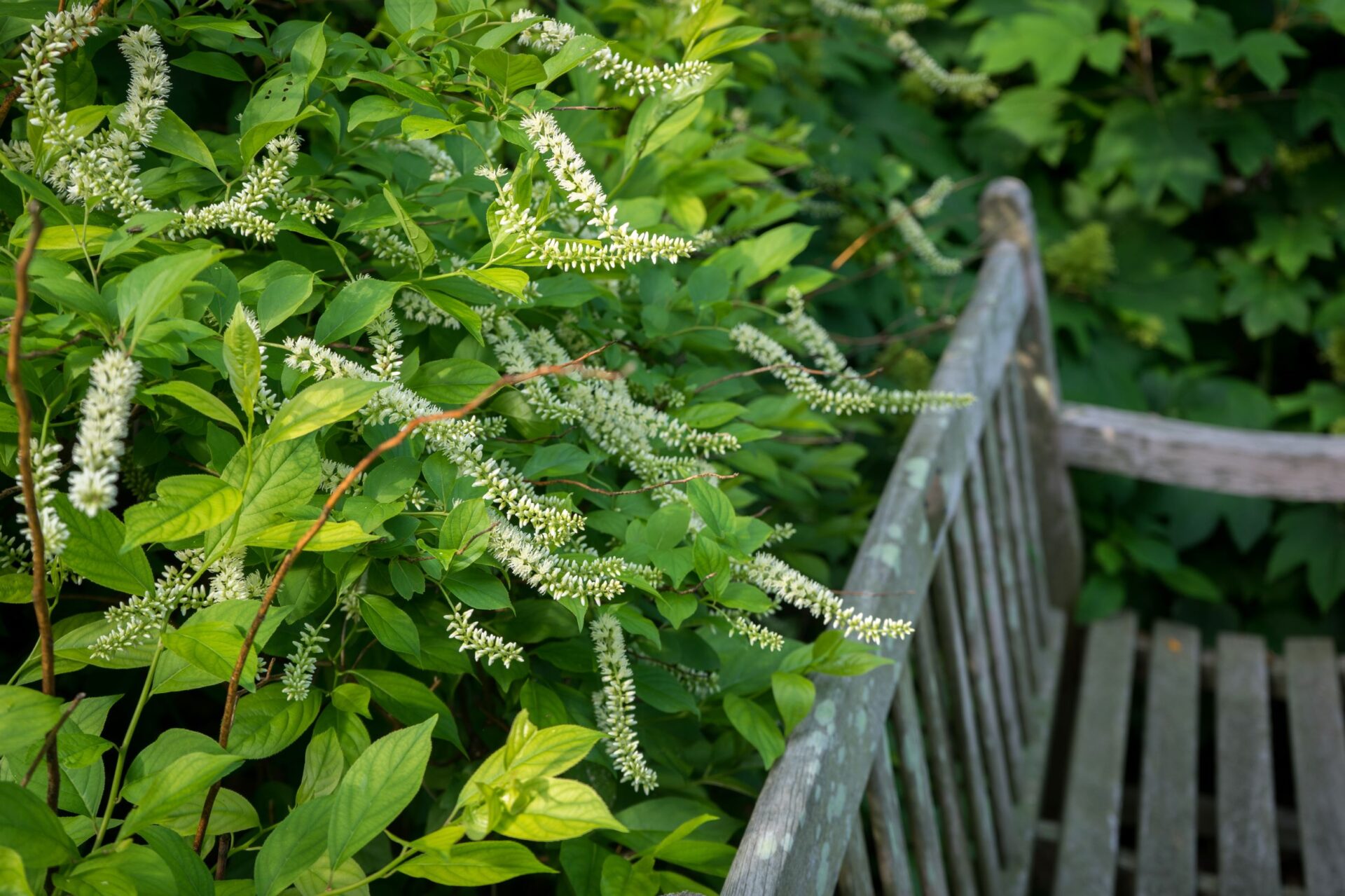 Green Ribbon Native Plants®