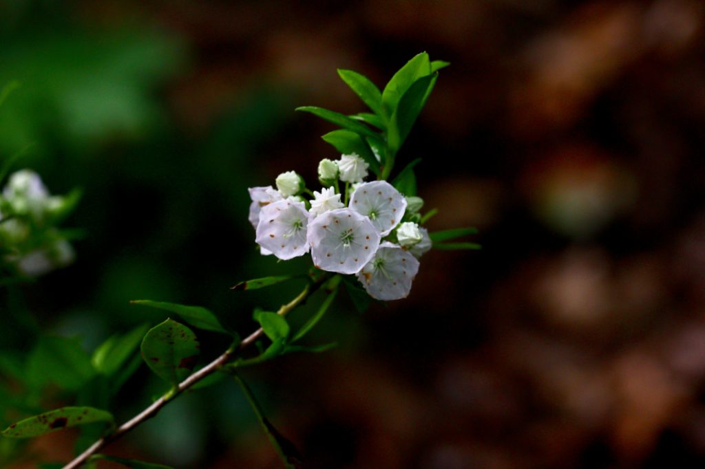 Kalmias – Jenkins Arboretum & Gardens