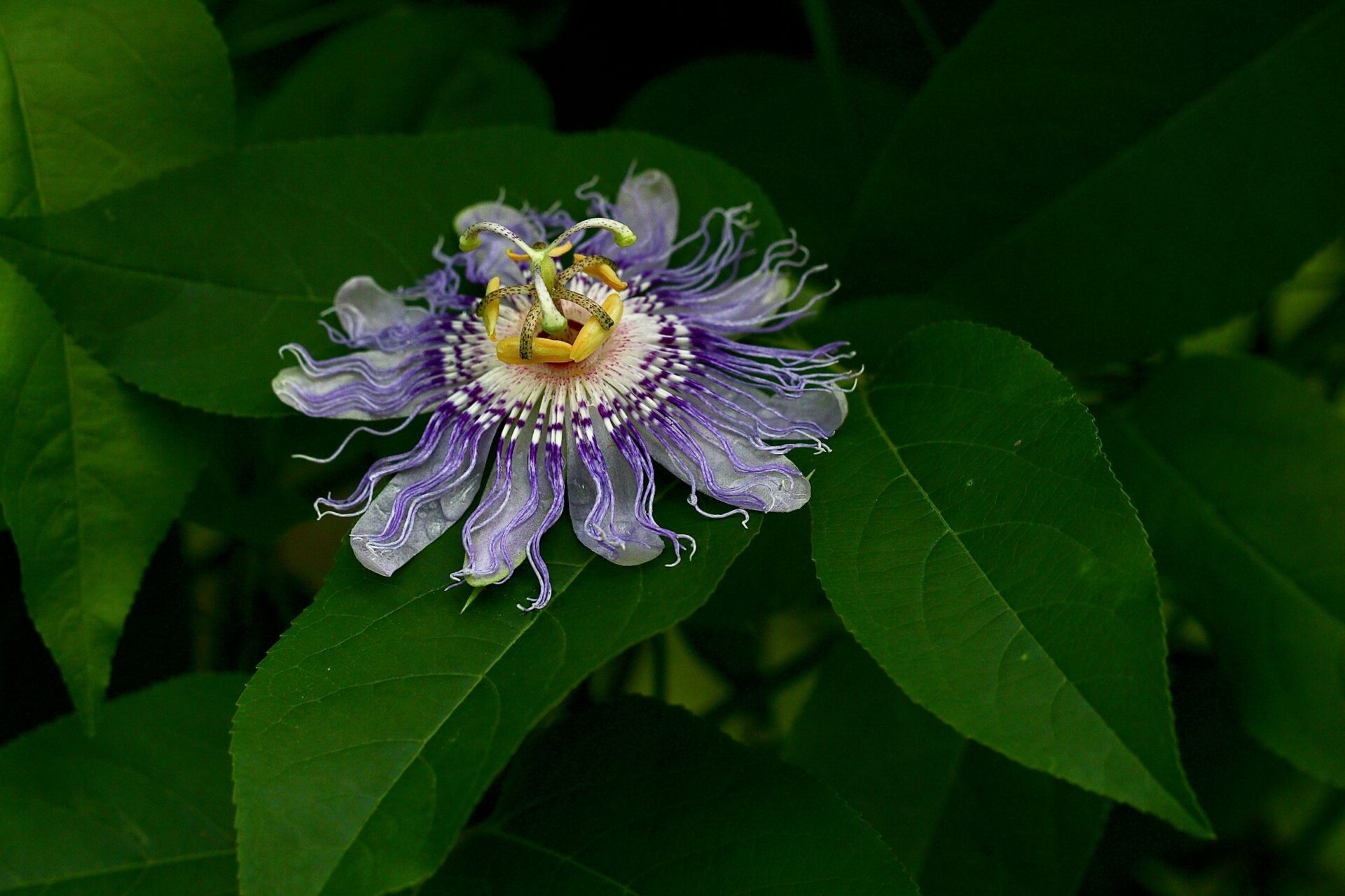 Passiflora incarnata Jenkins Arboretum & Gardens