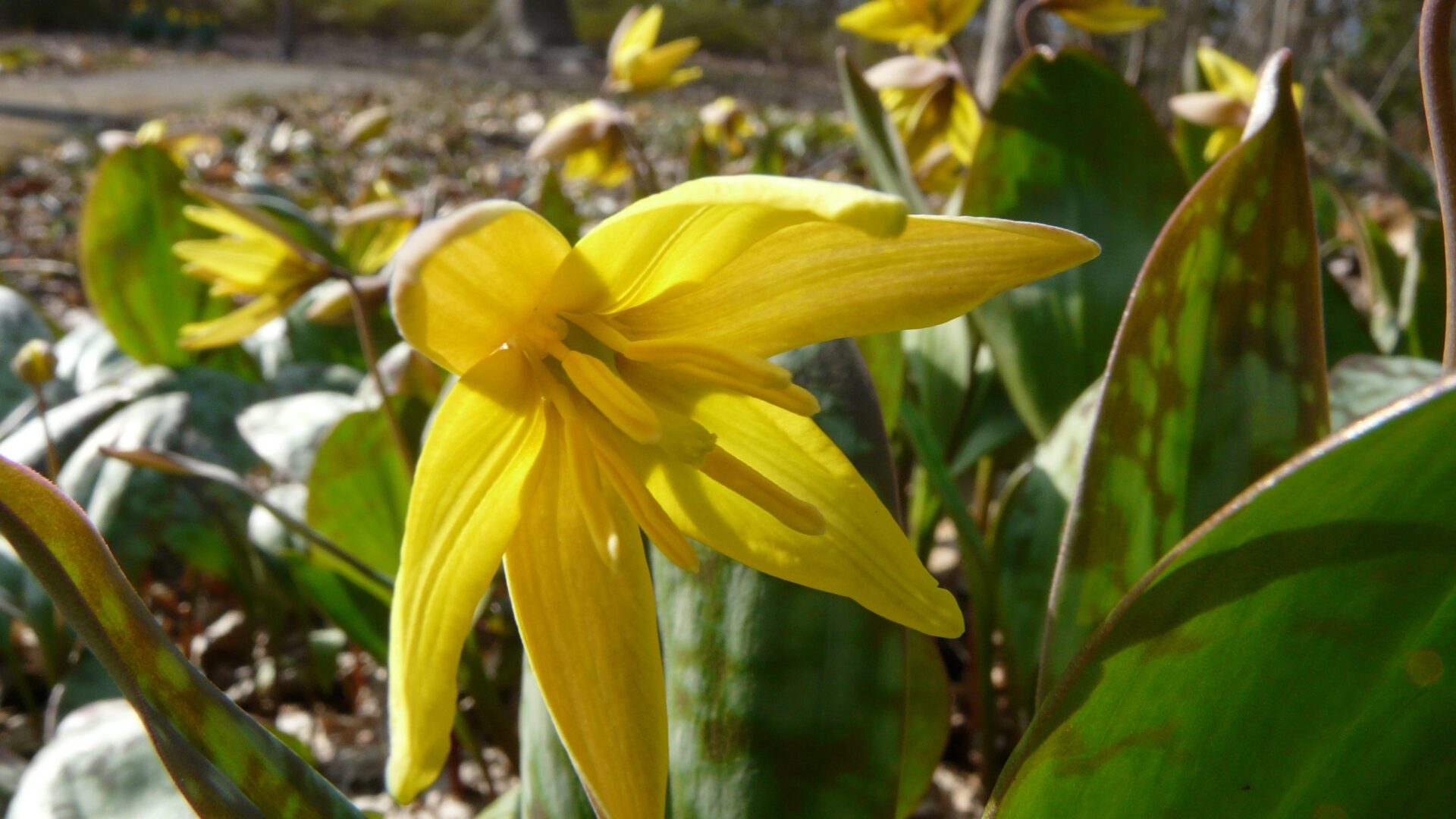 ErythroniumamericanumTroutlily161 Jenkins Arboretum & Gardens