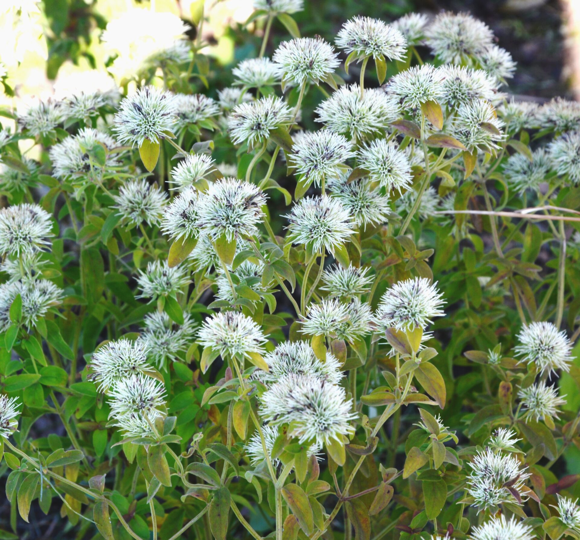 Appalachian Mountain Mint (Pycnanthemum flexuosum)  Jenkins Arboretum &  Gardens