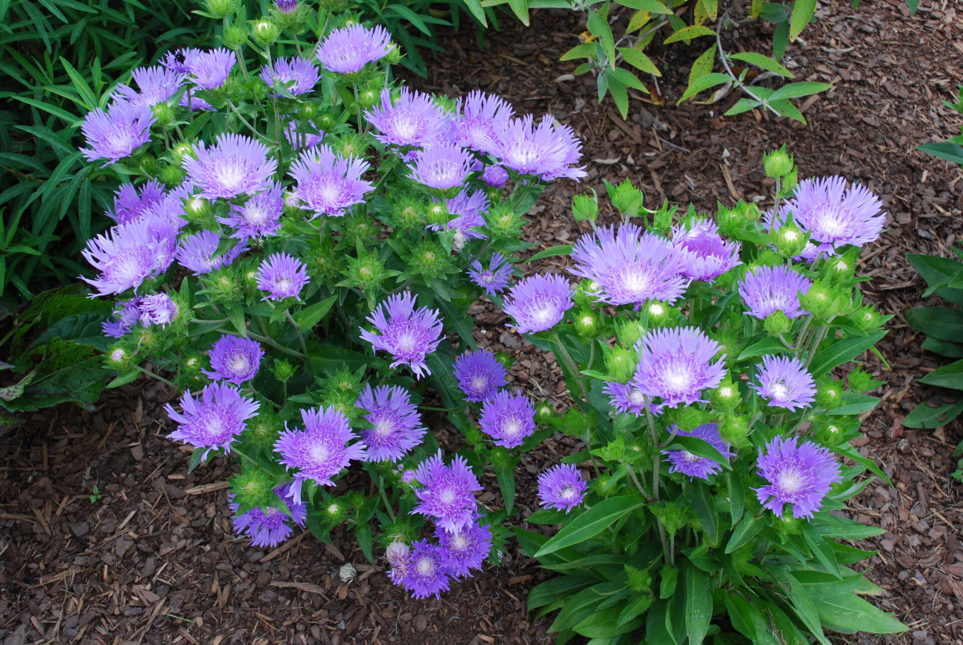stokesia purple
