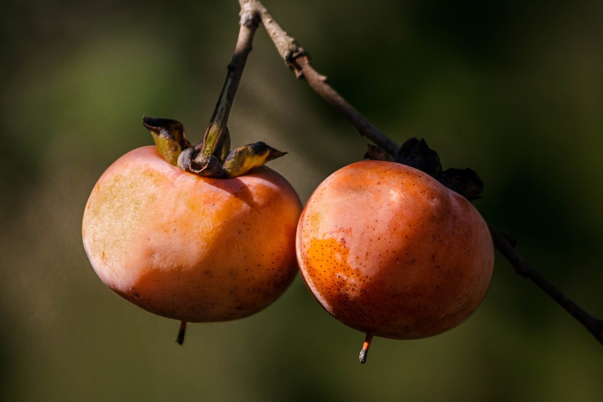 Persimmon (Diospyros virginiana)