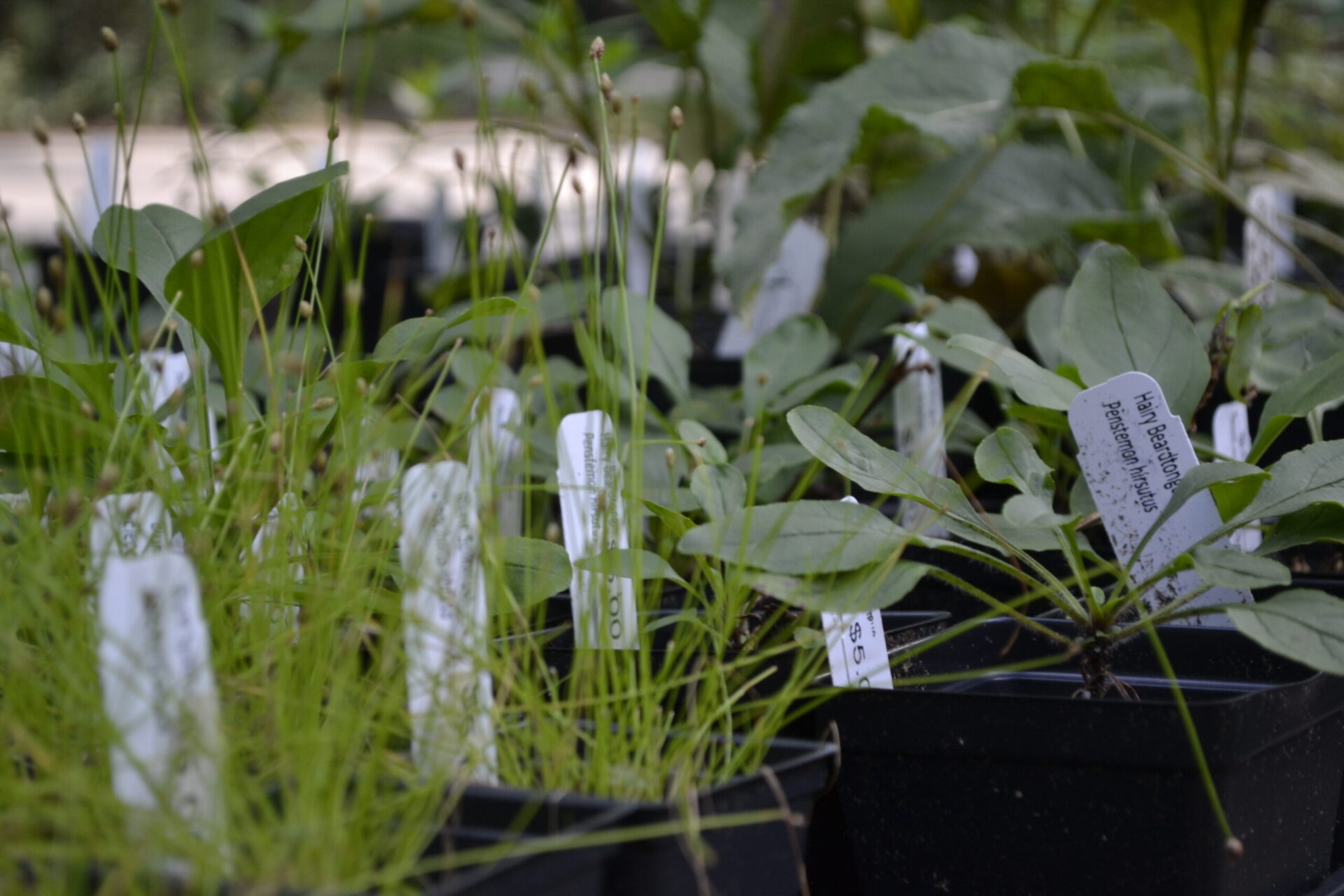 A close up view of potted plants for sale in the Garden Shop with white identification labels.