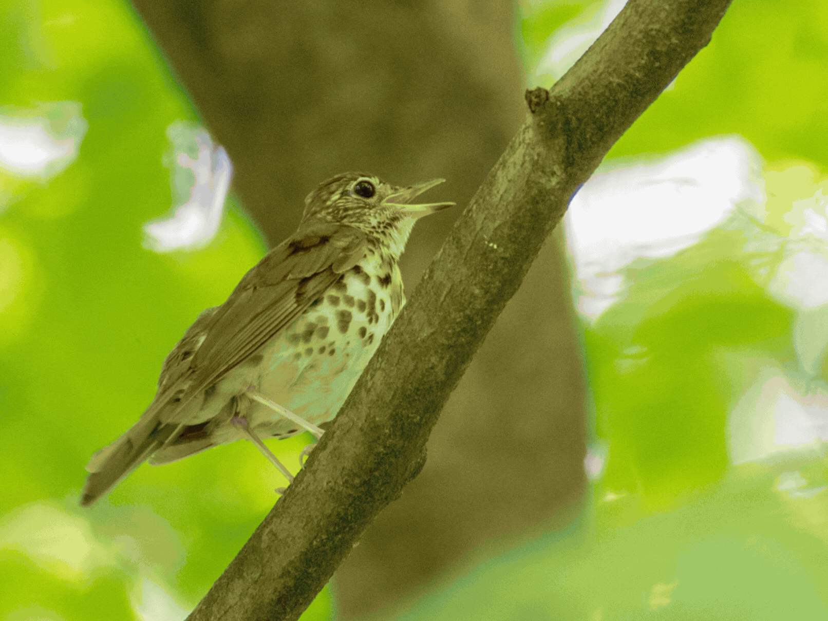 bird slideshow – Jenkins Arboretum & Gardens