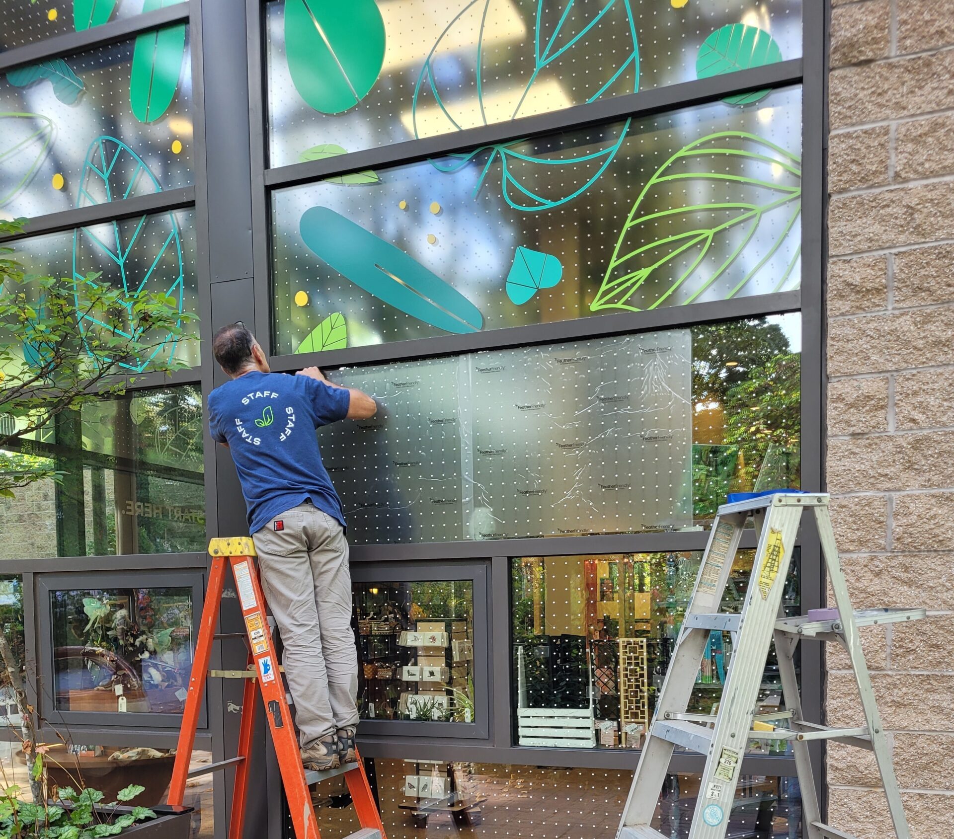 A man on an orange ladder peels Feather Friendly film from a window.